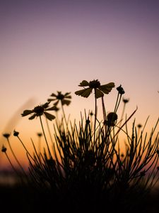 Preview wallpaper flowers, dark, dusk, plant