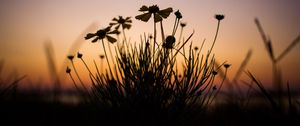 Preview wallpaper flowers, dark, dusk, plant