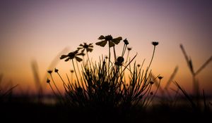 Preview wallpaper flowers, dark, dusk, plant