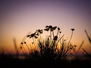 Preview wallpaper flowers, dark, dusk, plant