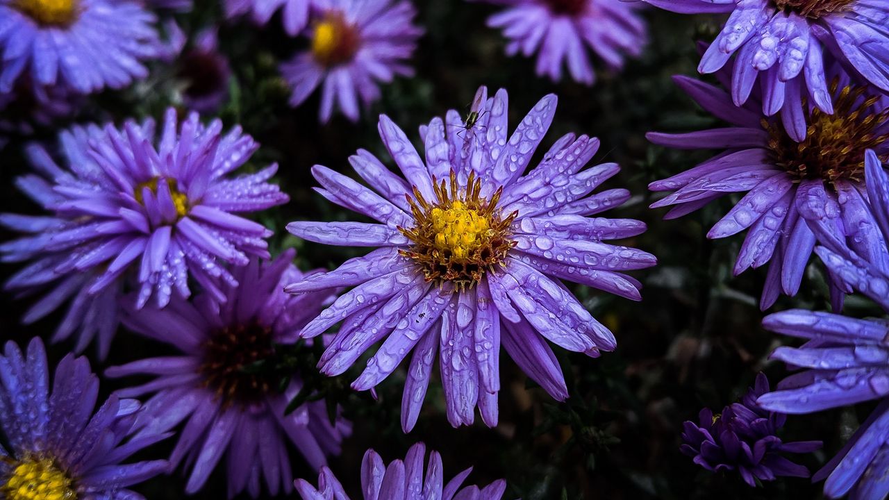 Wallpaper flowers, dew, drops, purple