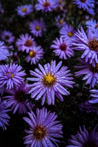 Preview wallpaper flowers, dew, drops, purple