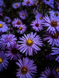 Preview wallpaper flowers, dew, drops, purple
