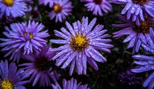 Preview wallpaper flowers, dew, drops, purple