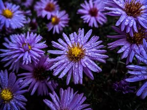 Preview wallpaper flowers, dew, drops, purple