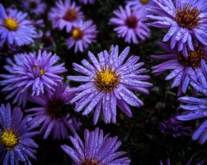 Preview wallpaper flowers, dew, drops, purple
