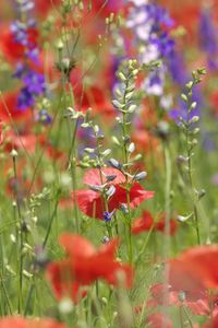 Preview wallpaper flowers, different, field, summer