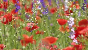 Preview wallpaper flowers, different, field, summer