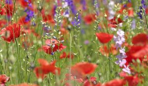 Preview wallpaper flowers, different, field, summer