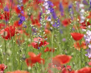 Preview wallpaper flowers, different, field, summer