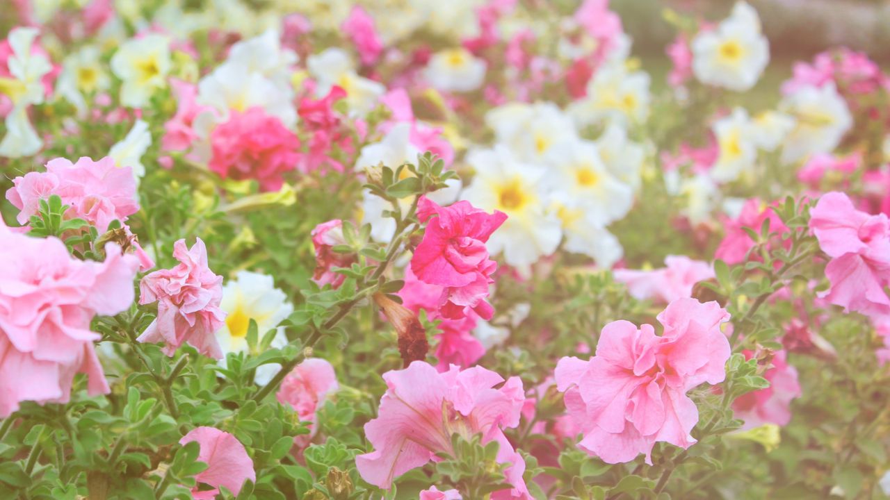 Wallpaper flowers, different, field, nature, greenery