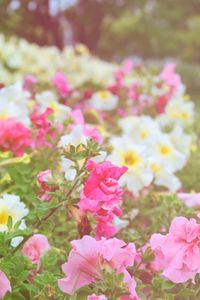 Preview wallpaper flowers, different, field, nature, greenery