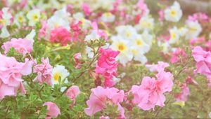 Preview wallpaper flowers, different, field, nature, greenery