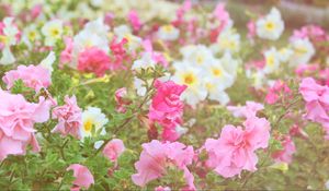 Preview wallpaper flowers, different, field, nature, greenery