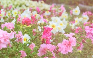 Preview wallpaper flowers, different, field, nature, greenery