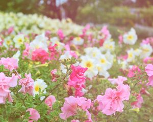 Preview wallpaper flowers, different, field, nature, greenery