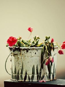 Preview wallpaper flowers, drooping, bucket