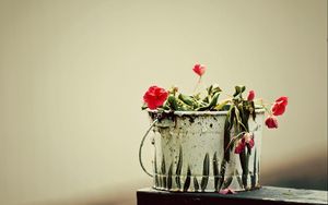 Preview wallpaper flowers, drooping, bucket