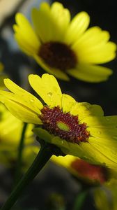 Preview wallpaper flowers, drops, buds, stems, yellow