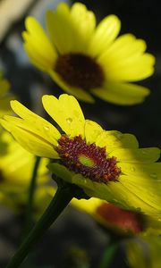 Preview wallpaper flowers, drops, buds, stems, yellow