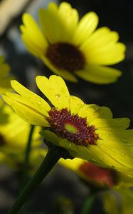 Preview wallpaper flowers, drops, buds, stems, yellow