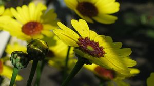 Preview wallpaper flowers, drops, buds, stems, yellow