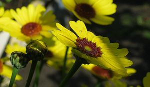 Preview wallpaper flowers, drops, buds, stems, yellow