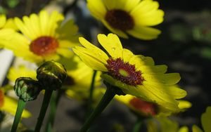 Preview wallpaper flowers, drops, buds, stems, yellow