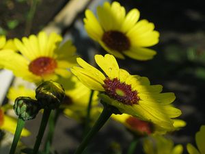 Preview wallpaper flowers, drops, buds, stems, yellow