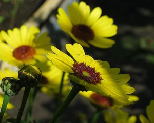 Preview wallpaper flowers, drops, buds, stems, yellow