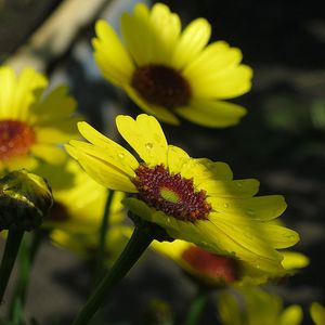 Preview wallpaper flowers, drops, buds, stems, yellow