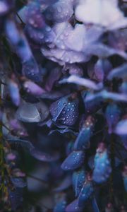 Preview wallpaper flowers, drops, dew, blue