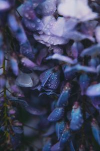Preview wallpaper flowers, drops, dew, blue
