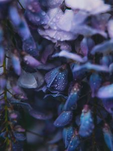 Preview wallpaper flowers, drops, dew, blue