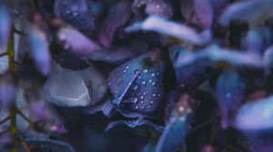 Preview wallpaper flowers, drops, dew, blue