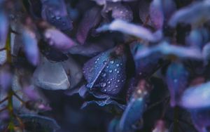 Preview wallpaper flowers, drops, dew, blue