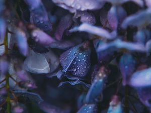 Preview wallpaper flowers, drops, dew, blue