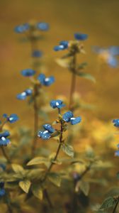 Preview wallpaper flowers, drops, dew, blue, macro