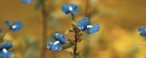 Preview wallpaper flowers, drops, dew, blue, macro