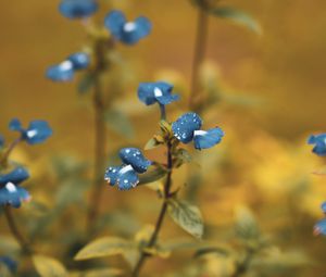 Preview wallpaper flowers, drops, dew, blue, macro