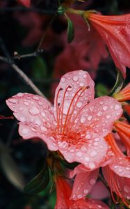 Preview wallpaper flowers, drops, petals, bud