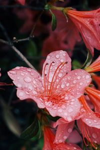 Preview wallpaper flowers, drops, petals, bud