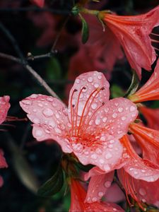 Preview wallpaper flowers, drops, petals, bud