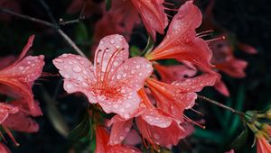 Preview wallpaper flowers, drops, petals, bud