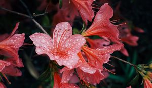 Preview wallpaper flowers, drops, petals, bud