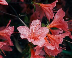 Preview wallpaper flowers, drops, petals, bud