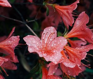 Preview wallpaper flowers, drops, petals, bud