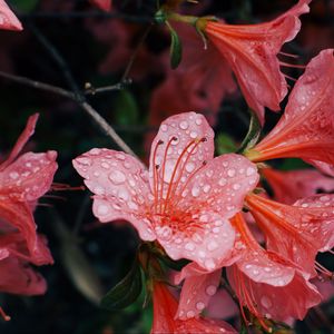 Preview wallpaper flowers, drops, petals, bud