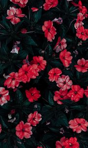 Preview wallpaper flowers, drops, red, bloom, flowerbed