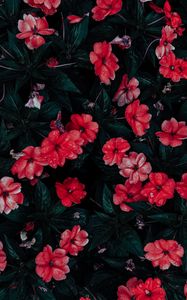 Preview wallpaper flowers, drops, red, bloom, flowerbed